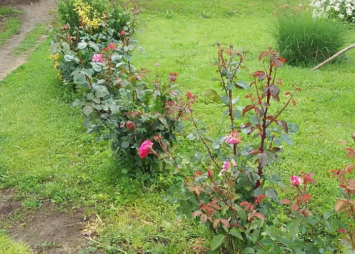 Apartment Djordjevic